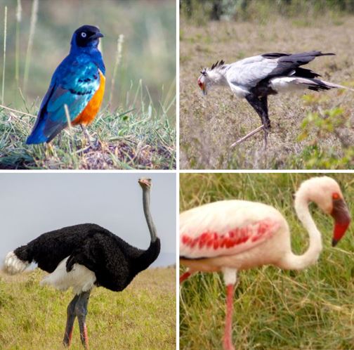 Enda Kenyan Running Shoe Birds of East Africa Collection