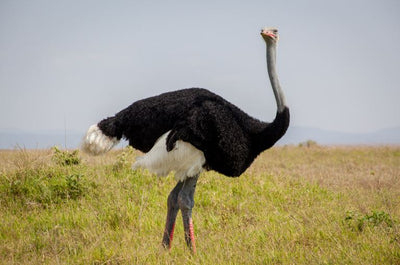 Our trainer collection inspired by East Africa’s Somali Ostrich Bird
