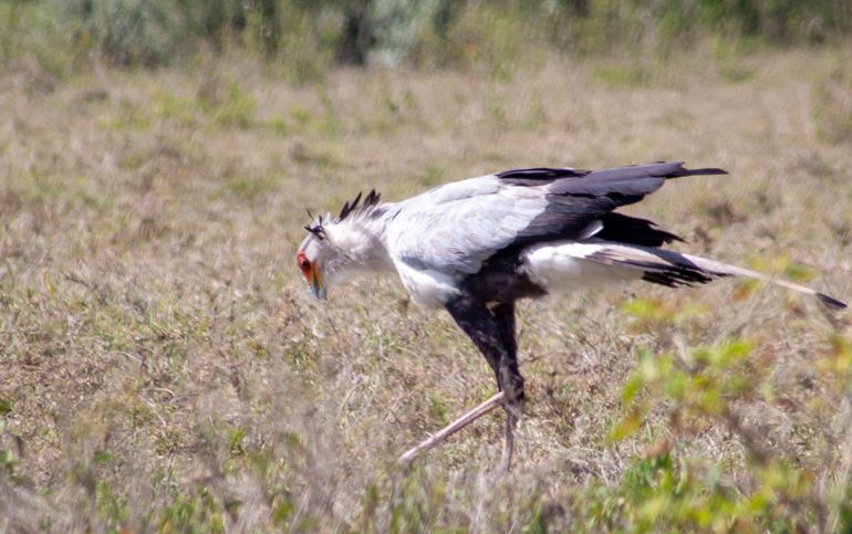 Enda Kenyan Running Shoe Secretary Bird Collection