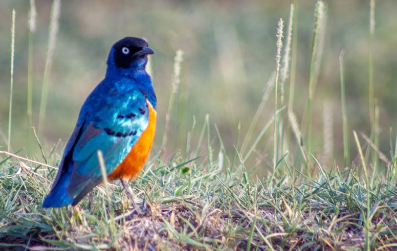 Enda Kenyan Running Shoe Superb Starling Collection 